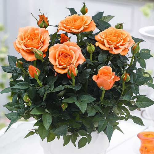 1 szt, Róże miniaturowe Baby orange - Sadzonki: Ilość w opakowaniu: 1 sadz