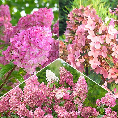 3 sadz, Super oferta! Zestaw Różowe hortensje, 3 sadzonki - Sadzonki: Ilość w opakowaniu: 3 sadz