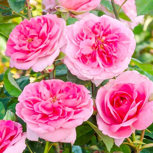 1 sadz, Róża pnąca Gertrude Jekyll - Sadzonki: Ilość w opakowaniu: 1 sadz