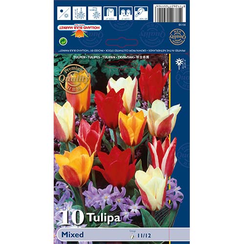 Tulipan Greiga, mix kolorów - Cebule. Ilość w opakowaniu: 10 szt. - GradinaMax