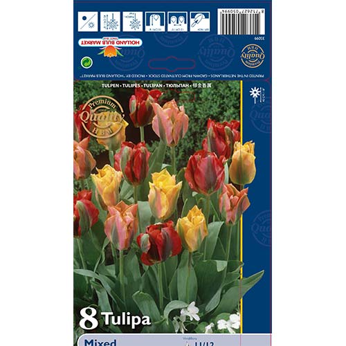 Tulipan Viridiflora, mix kolorów - Cebule: Ilość w opakowaniu: 8 szt. - GradinaMax