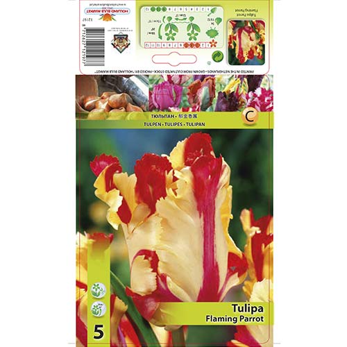 Tulipany, Flaming Parrot - Cebule, Ilość w opakowaniu: 5 szt. - GradinaMax