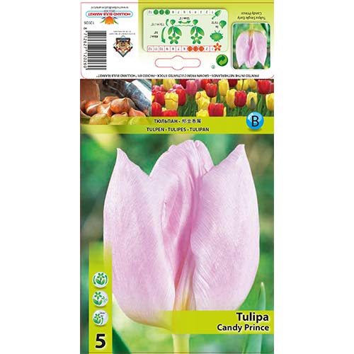 Tulipan Triumph Candy Prince - Cebule: Ilość w opakowaniu: 5 szt. - GradinaMax