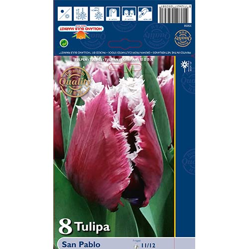 Tulipan strzępiasty San Pablo - Cebule: Ilość w opakowaniu: 8 szt. - GradinaMax