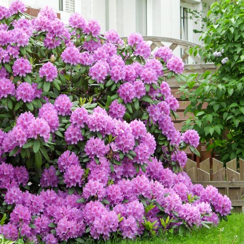 Rododendron (Różanecznik) Roseum Elegans - Sadzonki: Ilość w opakowaniu: 1 sadz - GradinaMax