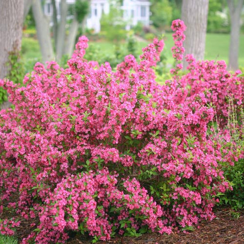Weigela (Krzewuszka cudowna) Bouquet Rose - Sadzonki: Ilość w opakowaniu: 1 sadz - GradinaMax