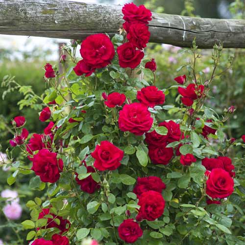 1 sadz, Róża pnąca Red Rodin - Sadzonki: Ilość w opakowaniu: 1 sadz