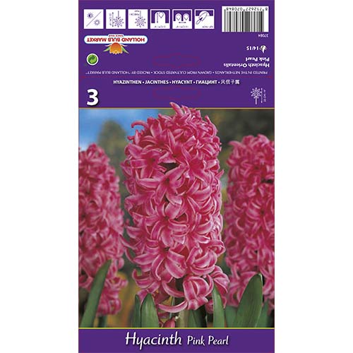Hiacynt Pink Pearl - Cebule: Ilość w opakowaniu: 3 szt. - GradinaMax