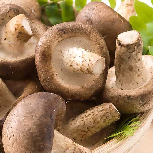 1 szt, Shiitake - Grzybnia: Ilość w opakowaniu: 16 szt
