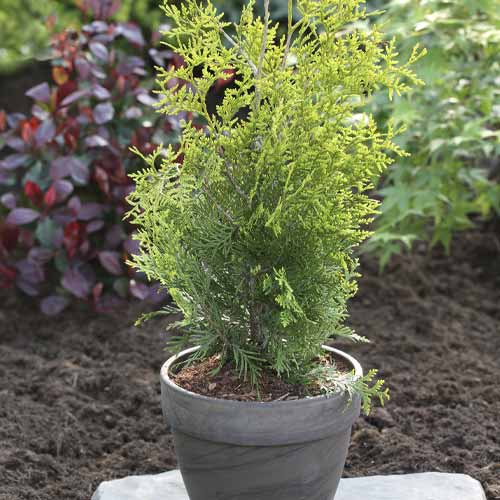 1 sadz, Żywotnik zachodni (Thuja) Brabant, С3 - Sadzonki: Ilość w opakowaniu: 1 sadz