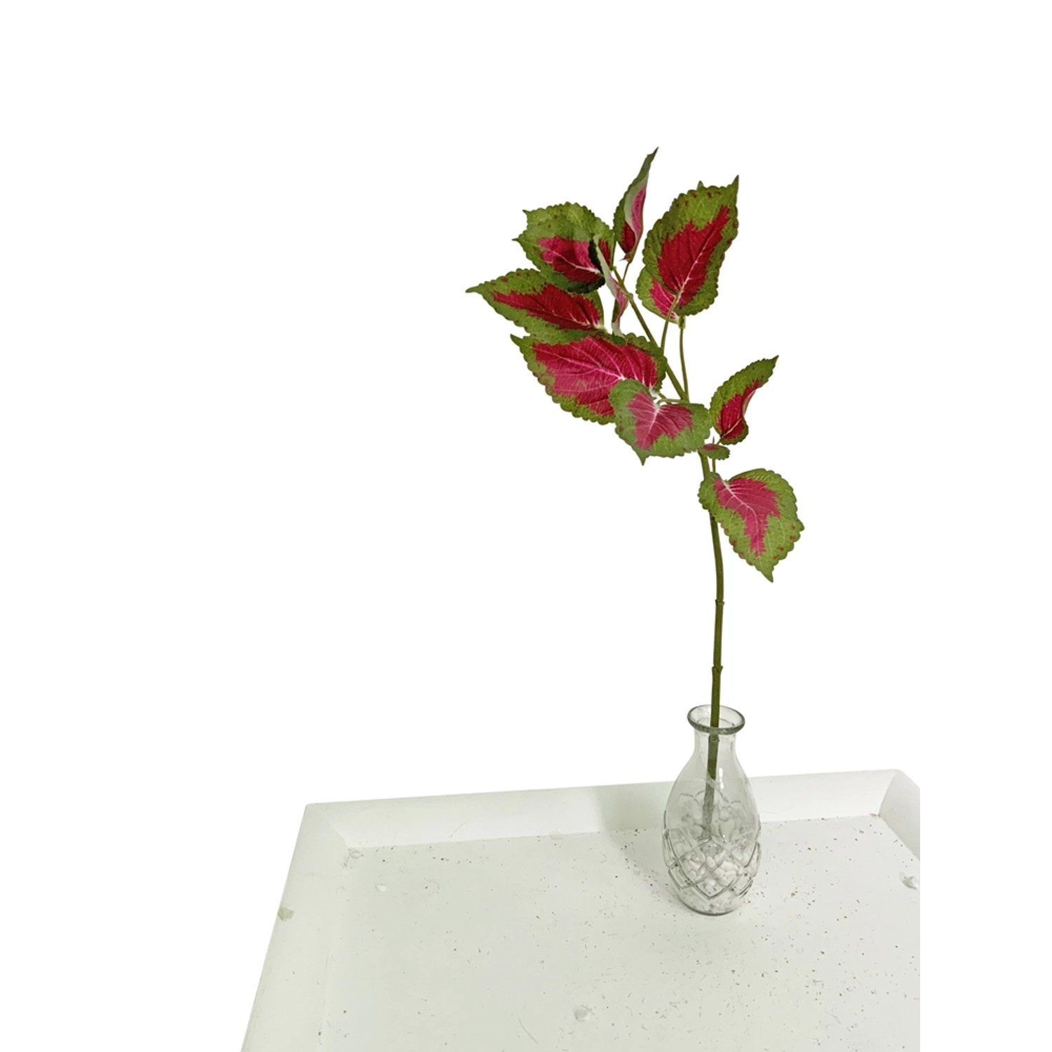 Koleus róż/ zieleń gałąź wys. 57 cm