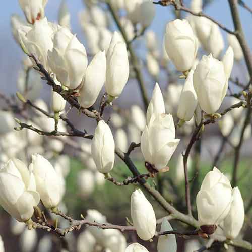 1 buc, Magnolia Lennei - Răsaduri: Mod de ambalare: 1 buc