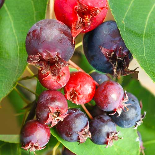 1 buc, Amelanchier (Pom de stafide) Aroma Fruit - Răsaduri: Mod de ambalare: 1 buc