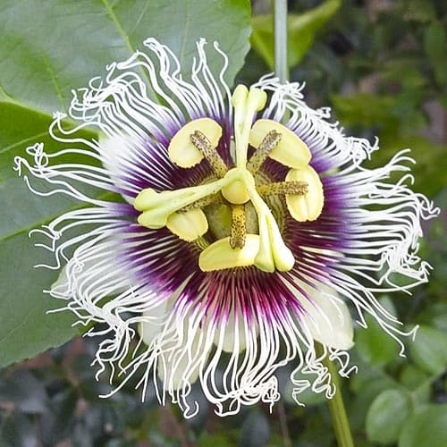1 buc, Floarea pasiunii (Passiflora) - Răsaduri: Mod de ambalare: 1 buc