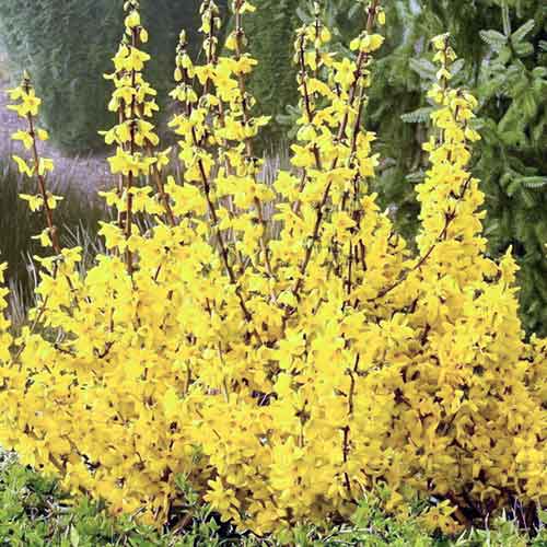 1 buc, Forsythia Kumsum - Răsaduri: Mod de ambalare: 1 buc