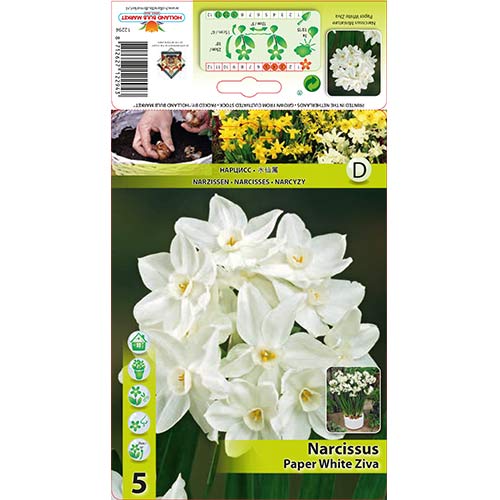 5 buc, Narcise Paper White Ziva - Bulbi: Mod de ambalare: 5 buc