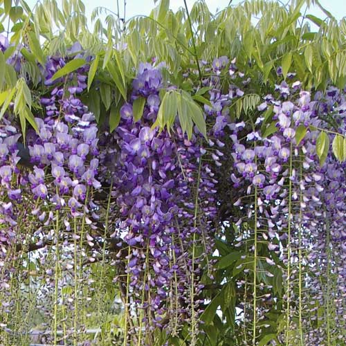 1 buc, Wisteria floribunda Blue Dream, С2 - Răsaduri: Mod de ambalare: 1 buc