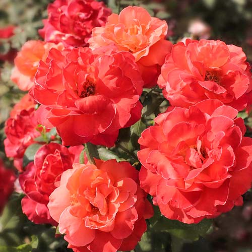 1 buc, Trandafir Floribunda Super Truper - Butași: Mod de ambalare: 1 buc