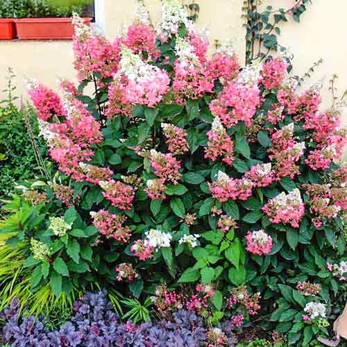1 buc, Hortensia paniculată Pink - Răsaduri: Mod de ambalare: 1 buc