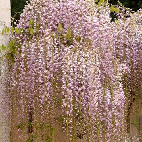 1 buc, Glicină (Wisteria floribunda) Macrobotrys - Răsaduri: Mod de ambalare: 1 buc