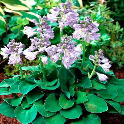 1 buc, Crin de toamnă (Hosta) Blue Angel - Răsaduri: Mod de ambalare: 1 buc