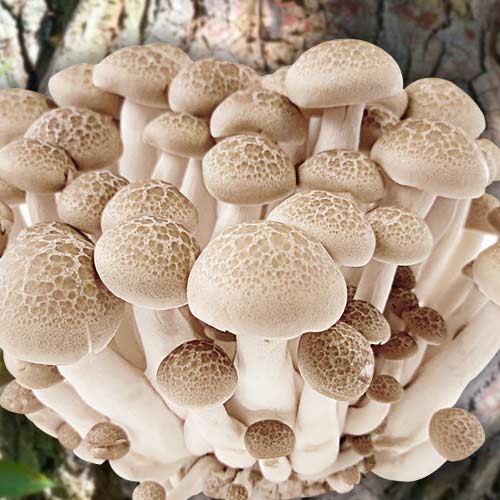 1 pac, Pleurotus de Ulm - : Mod de ambalare: 16 buc