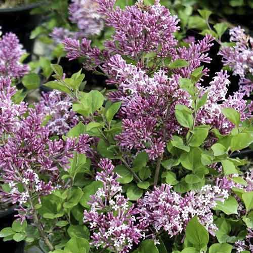 1 buc, Liliac Royalty - Răsaduri: Mod de ambalare: 1 buc