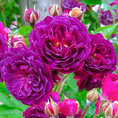 1 saz, Růže floribunda Violet - : Monžstvo balíkov: 1 saz