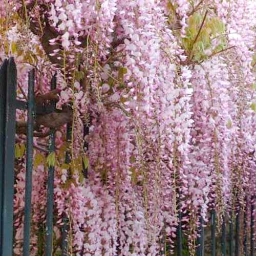 1 db, Lilaakác (Wisteria floribunda) Rosea - Palánták: Mod de ambalare: 1 db