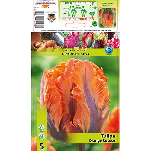 5 db, Tulipán Orange Rococo - Hagymák: Mod de ambalare: 5 db