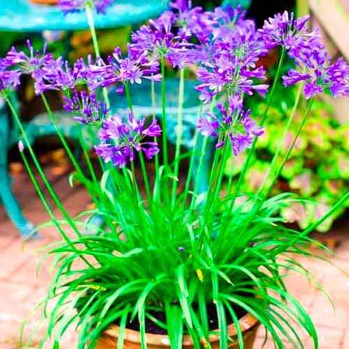 1 db, Afrikai liliom (Agapanthus) Brilliant Blue - Palánták: Mod de ambalare: 1 db