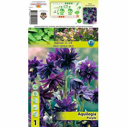 1 Stück, Akelei Purple - Zwiebeln: Ilość w opakowaniu: 1 Stück