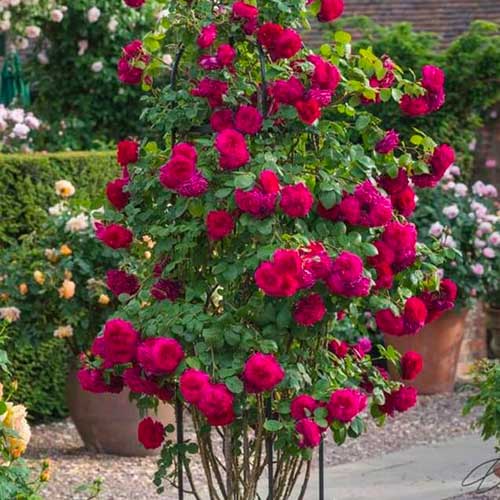 1 szt, Kletterrose dunkelrosa - Setzlinge: Ilość w opakowaniu: 1 szt
