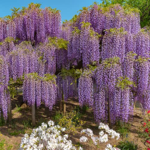 Glicina (Wisteria) Chine Blue, С2 - Plántulas: Ilość w opakowaniu: 1 none