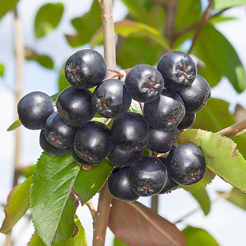 Chokeberry Nero, P9 - Plántulas: Ilość w opakowaniu: 1 plantas