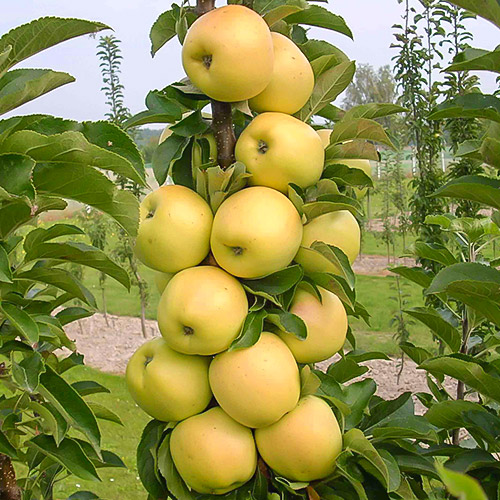Manzana columnar Bolero - Plántulas: Ilość w opakowaniu: 1 plant