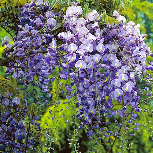Glicina (Wisteria) Longwood Purple, С2 - Plántulas: Ilość w opakowaniu: 1 none