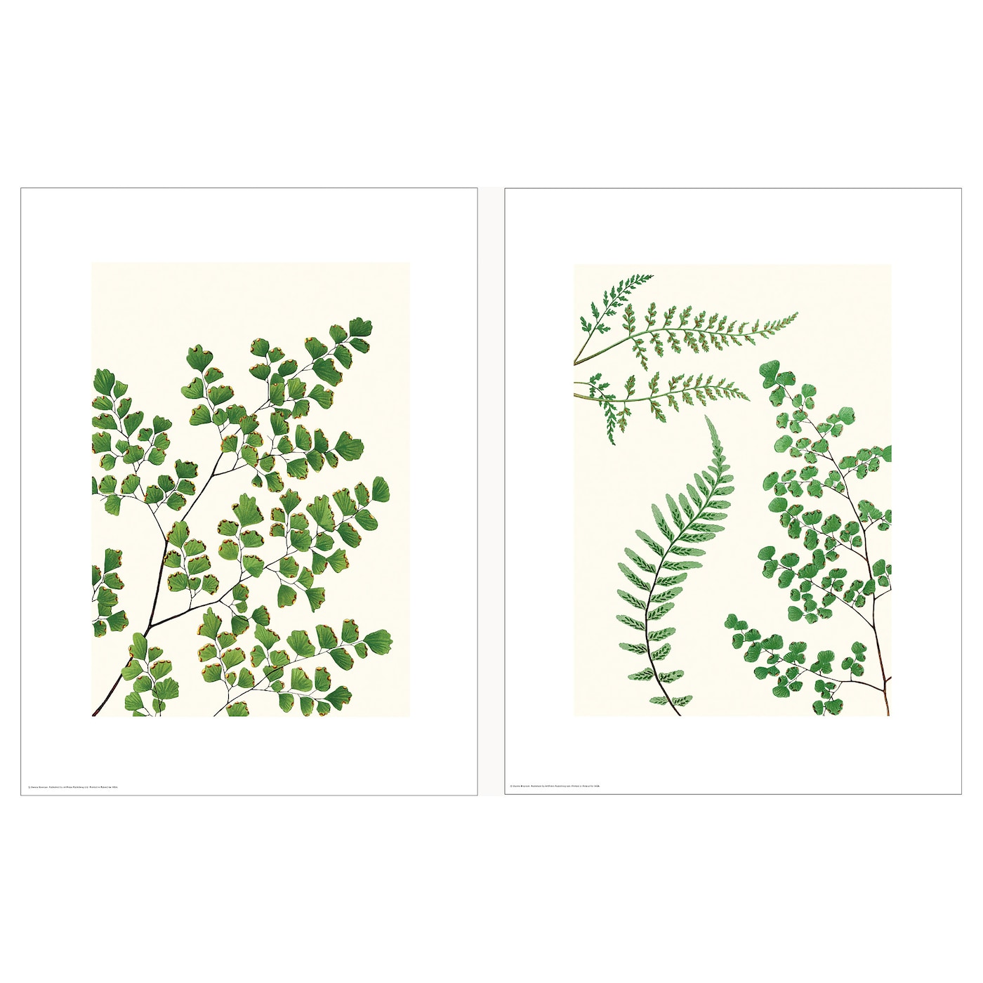 IKEA BILD Plakat, paprocie, 30x40 cm