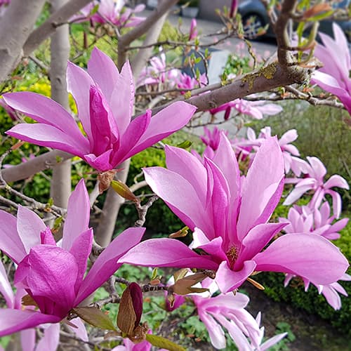 Magnolia Susan - Sadzonki. Ilość w opakowaniu: 1 sadz - GradinaMax