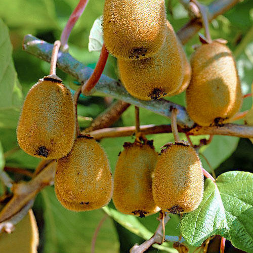 1 sadz, Mini kiwi (aktinidia) Dr Szymanowski - Sadzonki: Ilość w opakowaniu: 1 sadz