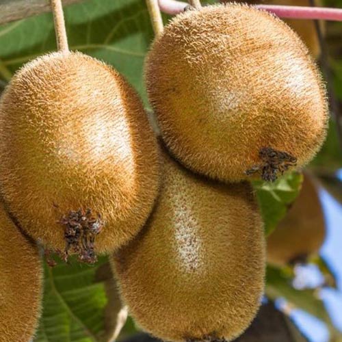 1 sadz, Mini kiwi (aktinidia) Hayward - Sadzonki: Ilość w opakowaniu: 1 sadz