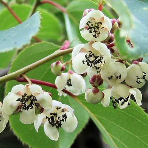 1 sadz, Mini kiwi (aktinidia) Adam - Sadzonki: Ilość w opakowaniu: 1 sadz
