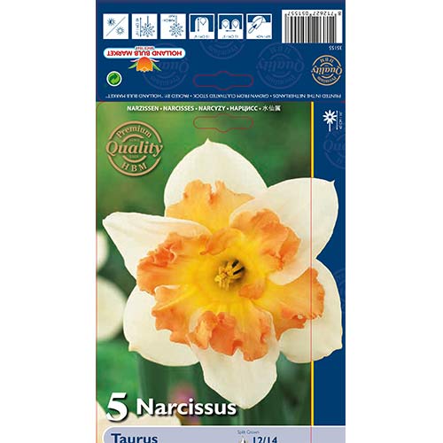 5 szt., Narcyz Taurus - Cebule: Ilość w opakowaniu: 5 szt.
