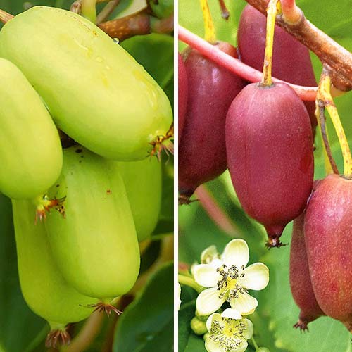 1 szt, Super Oferta! Zestaw Mini-kiwi 4 sadzonki: Jumbo(2szt) + Super Jumbo(2szt) - Sadzonki: Ilość w opakowaniu: 4 sadz