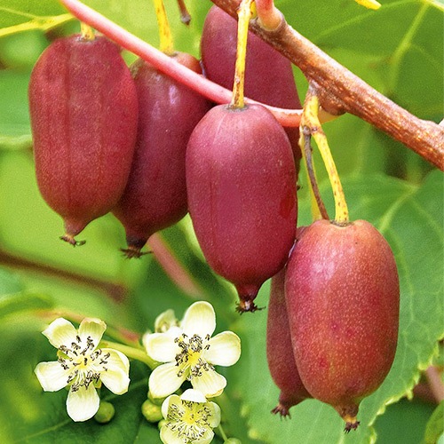 1 szt, Mini-kiwi (actinidia) Jumbo - Sadzonki: Ilość w opakowaniu: 1 sadz