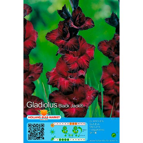 5 szt., Gladiola (Mieczyk) Black Jack - Cebule: Ilość w opakowaniu: 5 szt.