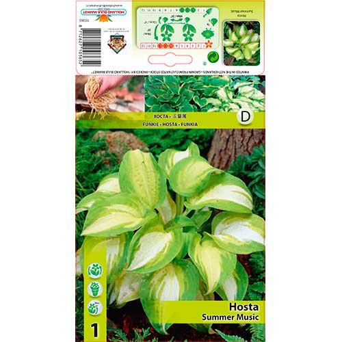 1 szt., Hosta (Funkia) Summer Music - Byliny: Ilość w opakowaniu: 1 szt.