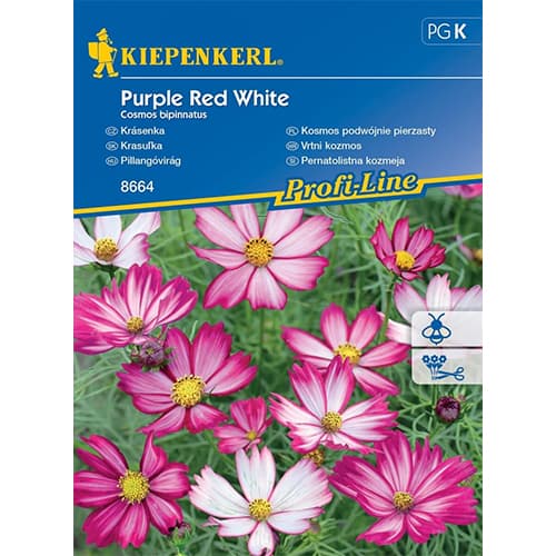Kosmos Purple Red White - Nasiona. Ilość w opakowaniu: 1 opak - GradinaMax