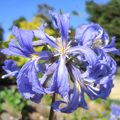 Clematis (Powojnik) Cassandra - Sadzonki, Ilość w opakowaniu: 1 szt - GradinaMax