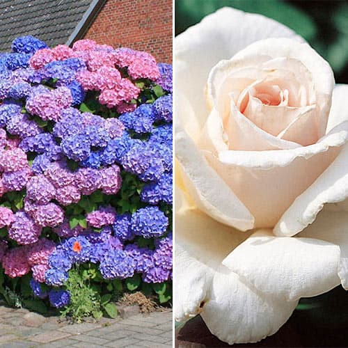 2 sadz, Super oferta! Zestaw Rainbow flowers, róża i hortensja - Sadzonki: Ilość w opakowaniu: 2 sadz